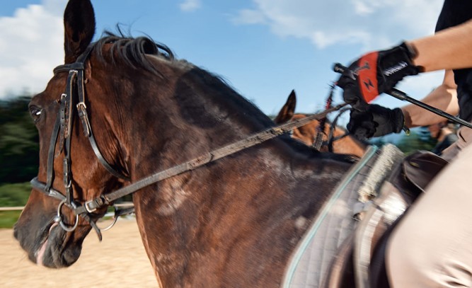 Gut gerittene Pferde