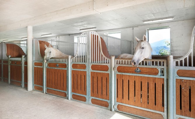 Reitpferde am Reithof in Flachau