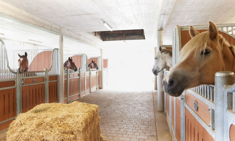 Reiten lernen am Reithof
